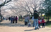 벚꽃을 보기위해 나온 많은 시민분들의 모습사진(00012)