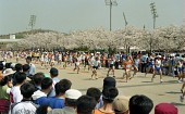 벚꽃마라톤대회를 구경하는 시민분들과 참가자들의 모습1사진(00014)