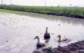 물을 댄 논밭을 체험치는 오리들사진(00002)