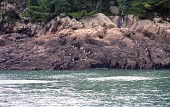 선유도 바위 위에 앉아있는 많은 새들사진(00003)