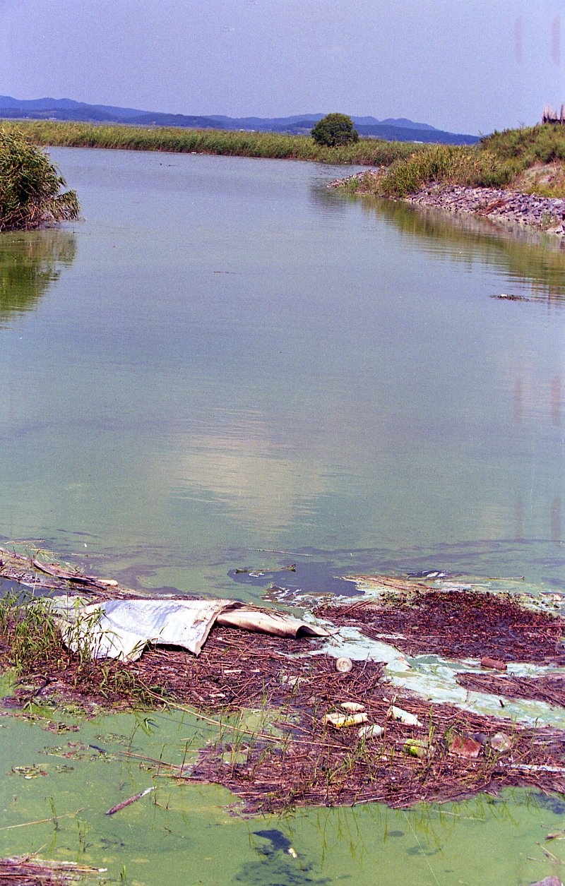 하구둑 강물에 생긴 녹조 현상2