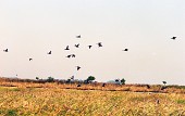 하제에 머물고 있는 철새들이 날아오르고 있는 모습1사진(00001)