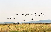 하제에 머물고 있는 철새들이 날아오르고 있는 모습3사진(00003)