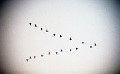 V자로 날아가고 있는 철새들사진(00001)