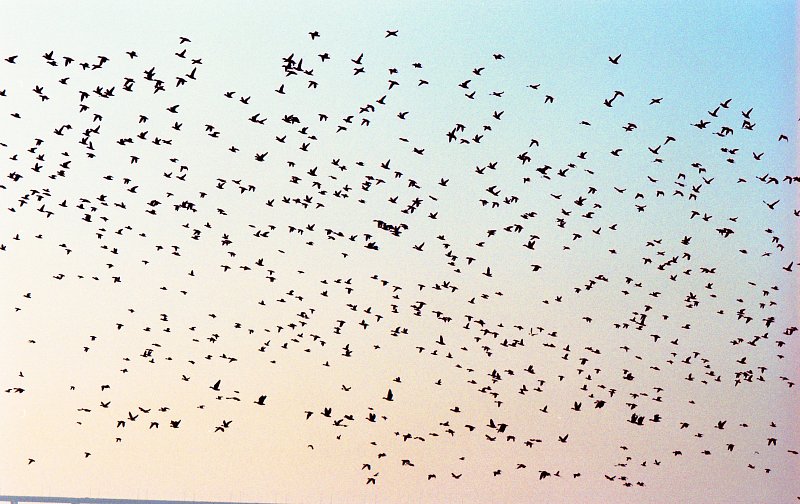 나포의 들녘 위 하늘을 가득 메우고 날고 있는 철새들1