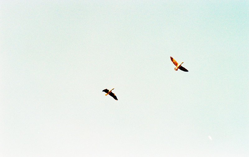 나포의 들녘 위로 날고 있는 철새 2마리