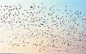 나포의 들녘 위 하늘을 가득 메우고 날고 있는 철새들1사진(00001)