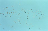 나포의 들녘 위 하늘을 가득 메우고 날고 있는 철새들2사진(00002)