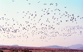 나포의 들녘 위 하늘을 가득 메우고 날고 있는 철새들3사진(00003)