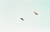 나포의 들녘 위로 날고 있는 철새 2마리사진(00004)