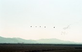 나포의 들녘 위를 띄엄띄엄 날아다니고 있는 철새 무리들사진(00006)