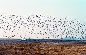 나포의 들녘 위 하늘을 가득 메우고 날고 있는 철새들4사진(00007)