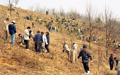 식목일을 맞이해 산에 올라가 나무를 심고 있는 사람들사진(00002)
