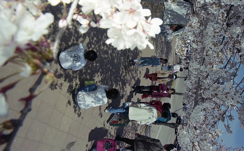 벚꽃나무 아래로 지나가고 있는 사람들