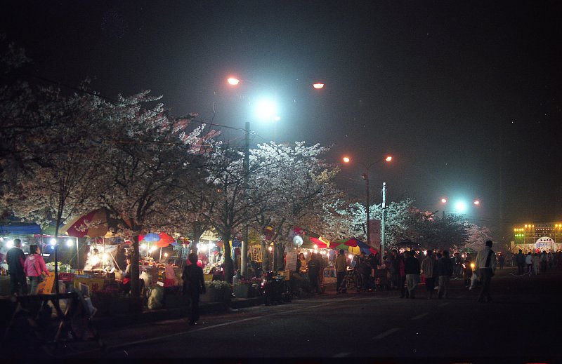 벚꽃축제가 열리고 있는 밤의 풍경1