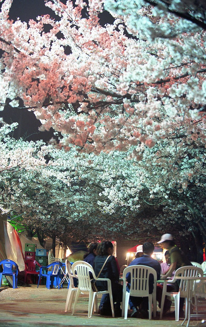 벚꽃축제가 열리고 있는 밤의 풍경3