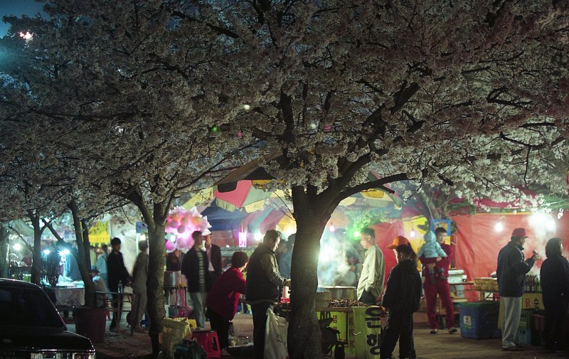 벚꽃축제가 열리고 있는 밤의 풍경5