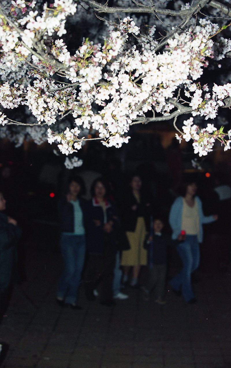 벚꽃축제가 열리고 있는 밤의 풍경6