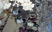 벚꽃나무 아래로 지나가고 있는 사람들사진(00001)
