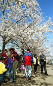 벚꽃나무아래를 지나고 있는 사람들사진(00006)