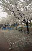 벚꽃이 만개한 나무들사진(00002)