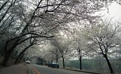 길가에 피어있는 벚꽃들1사진(00003)