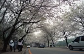 길가에 피어있는 벚꽃들2사진(00004)