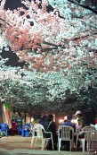 벚꽃축제가 열리고 있는 밤의 풍경3사진(00009)