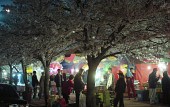 벚꽃축제가 열리고 있는 밤의 풍경5사진(00011)