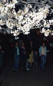 벚꽃축제가 열리고 있는 밤의 풍경6사진(00012)