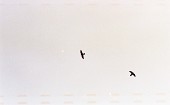하늘을 날고 있는 매 두마리의 모습사진(00001)