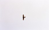 하늘을 날고 있는 매 한마리의 모습2사진(00004)
