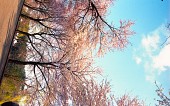 은파유원지 벚꽃사진(00002)