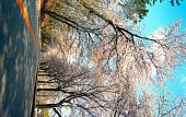은파유원지 벚꽃사진(00003)