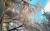 은파유원지 벚꽃사진(00005)