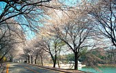 은파유원지 벚꽃사진(00008)