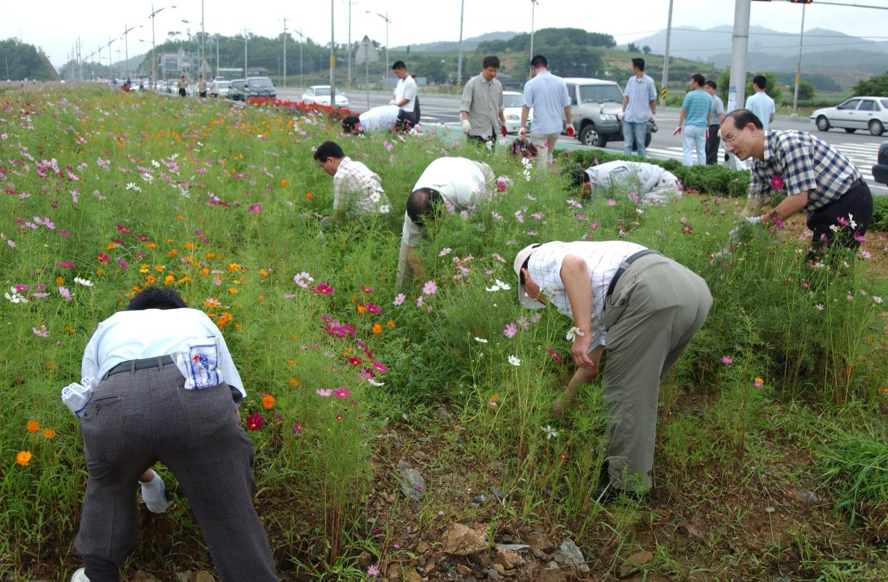 코스모스꽃길 제초작업