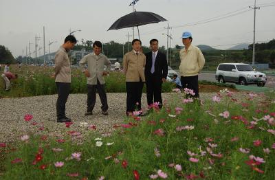 코스모스꽃길 제초작업