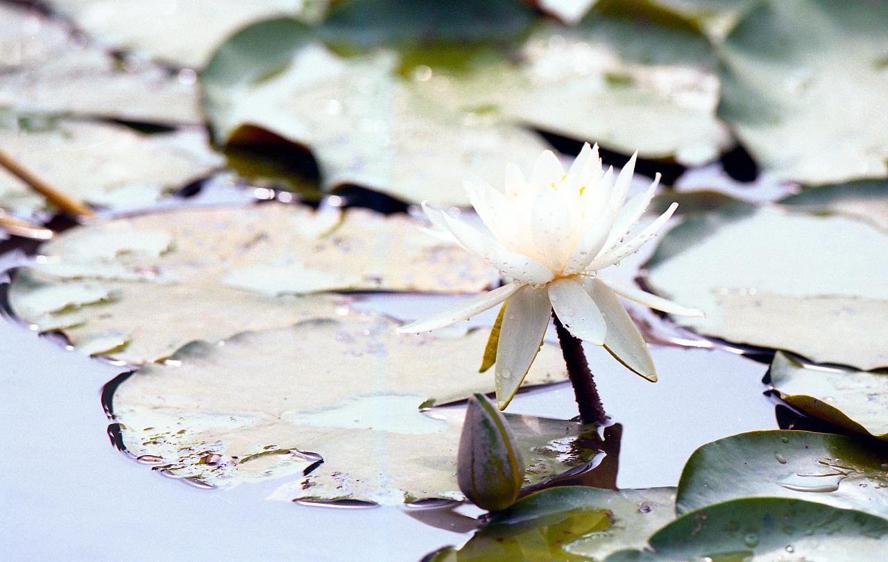 백수련