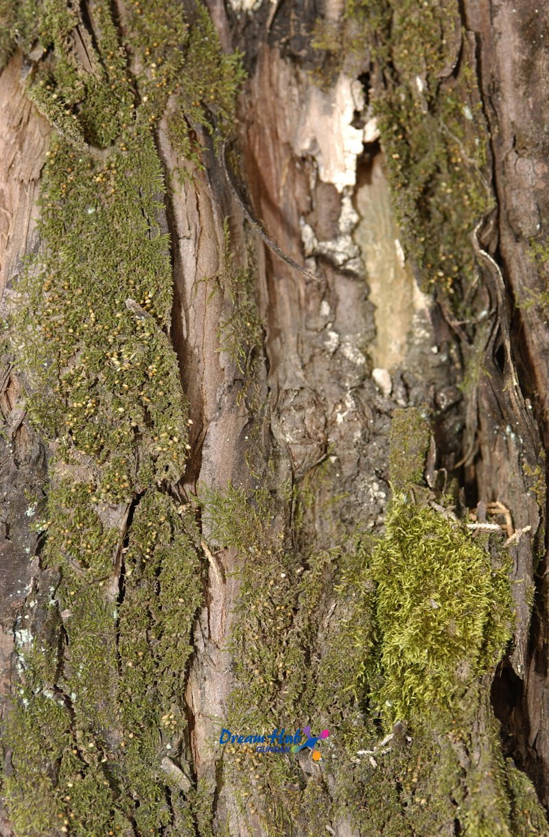 오래된 고목나무