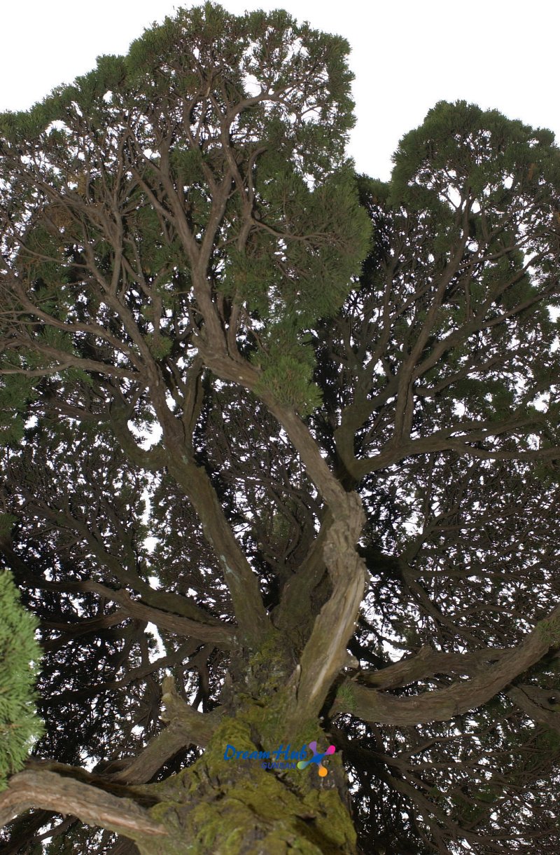 오래된 고목나무9