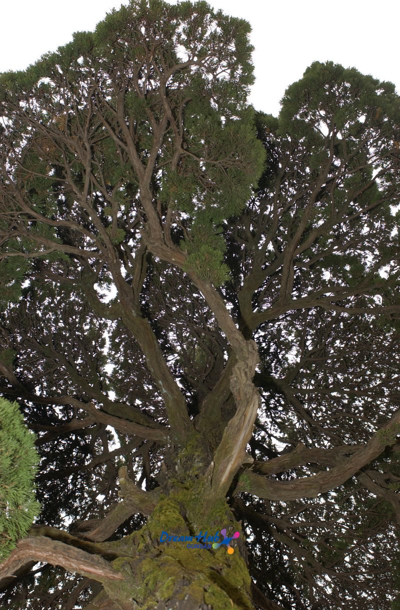 오래된 고목나무10