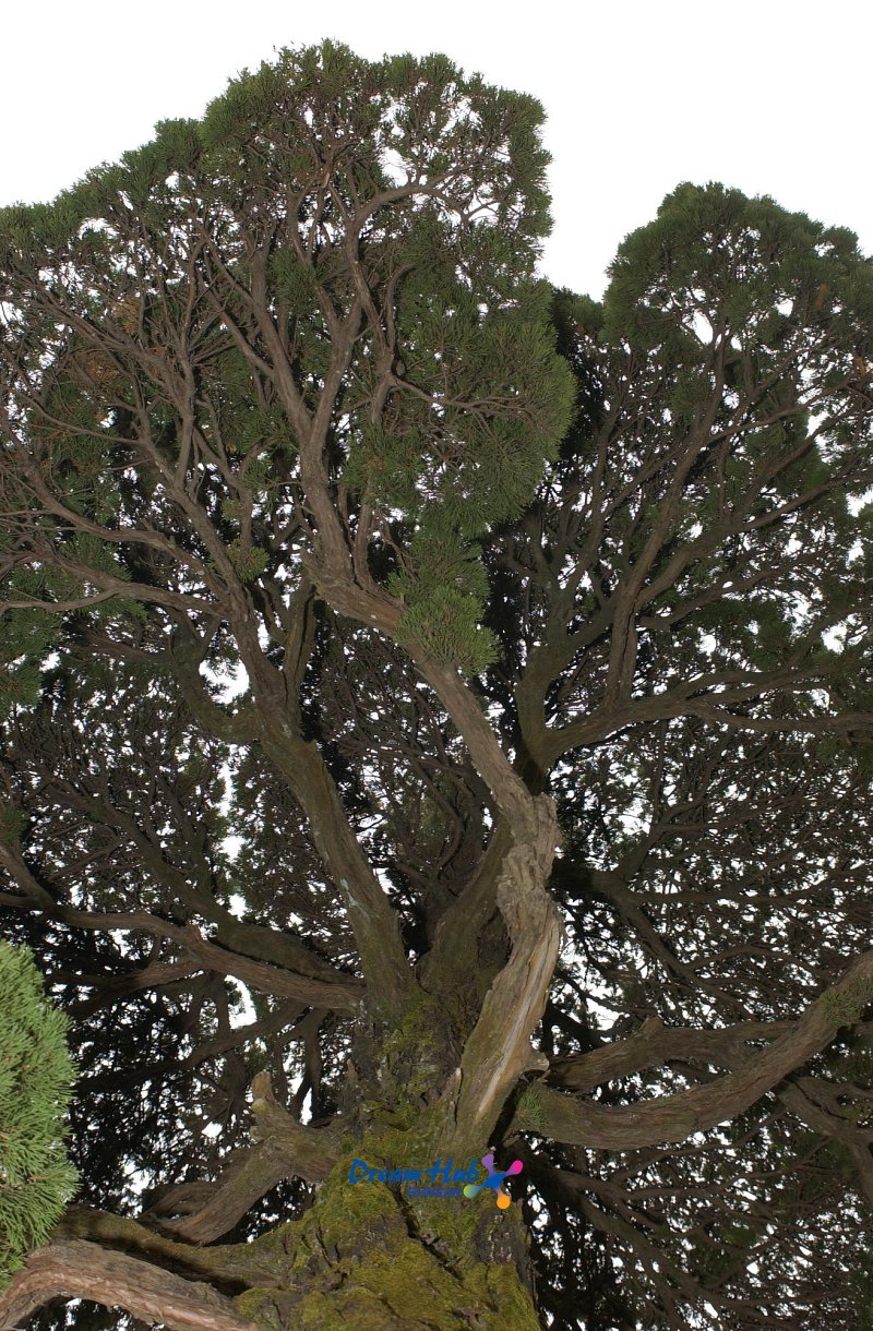 오래된 고목나무11