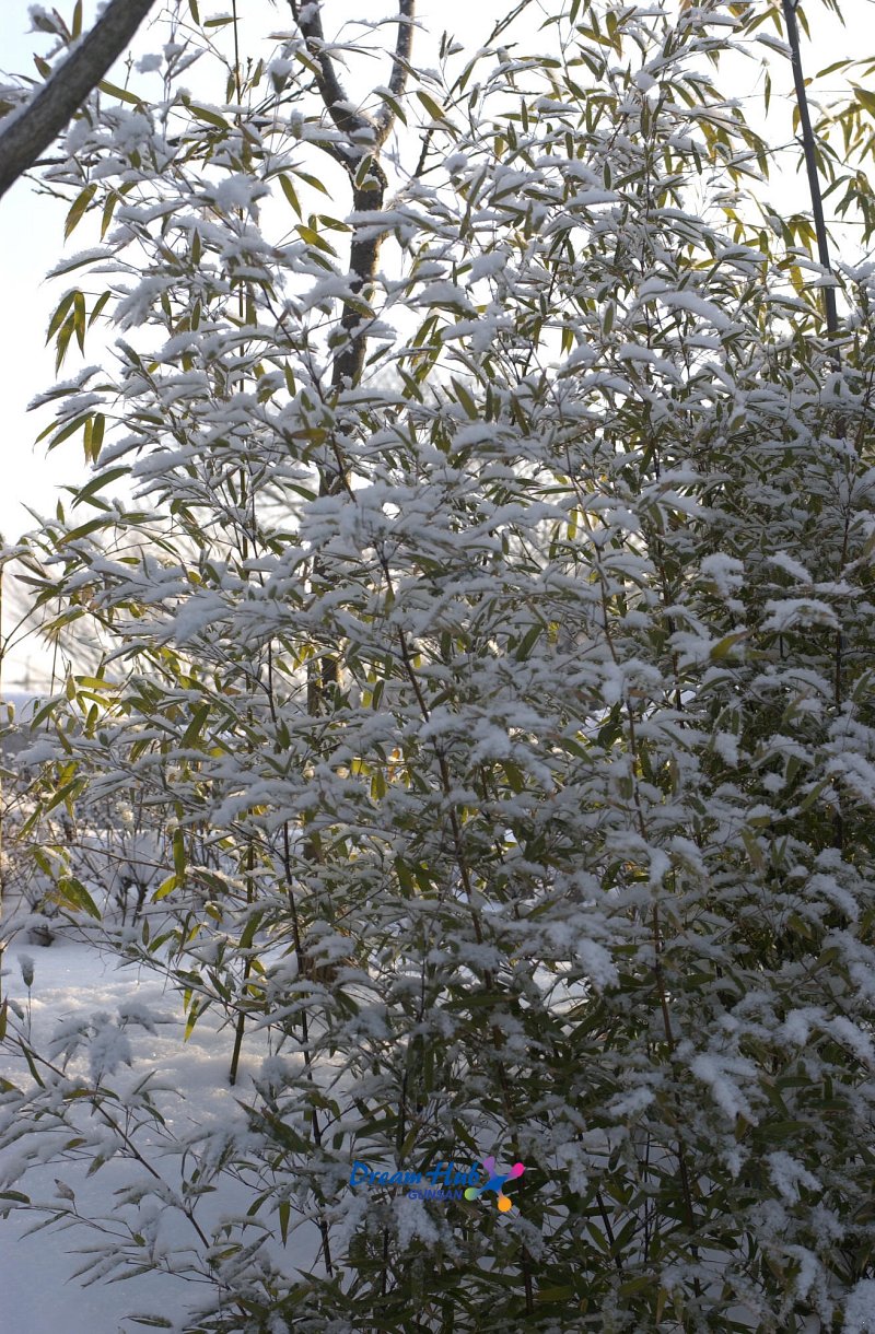 눈이 쌓인 대나무1
