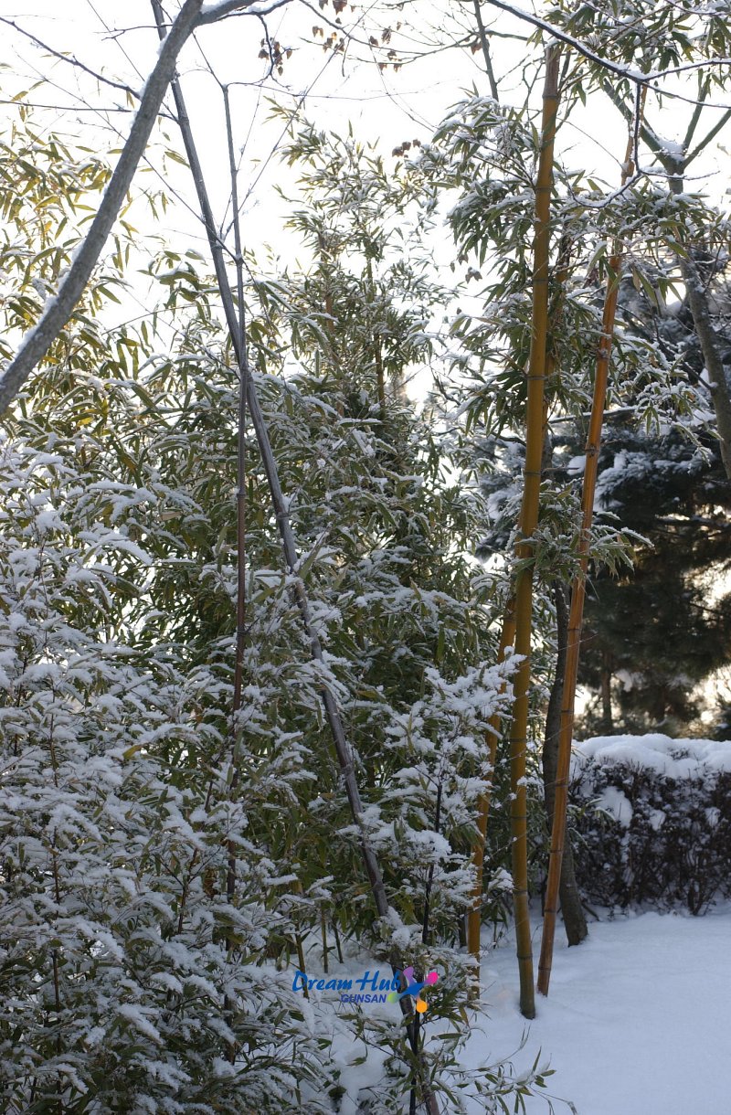 눈이 쌓인 대나무3