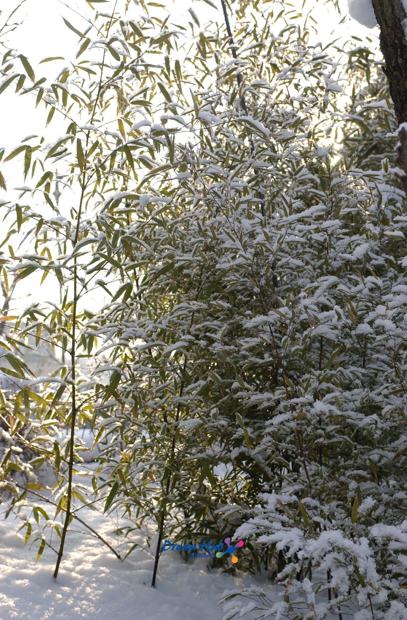 눈이 쌓인 대나무4