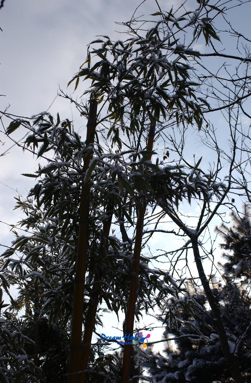 눈이 쌓인 대나무7