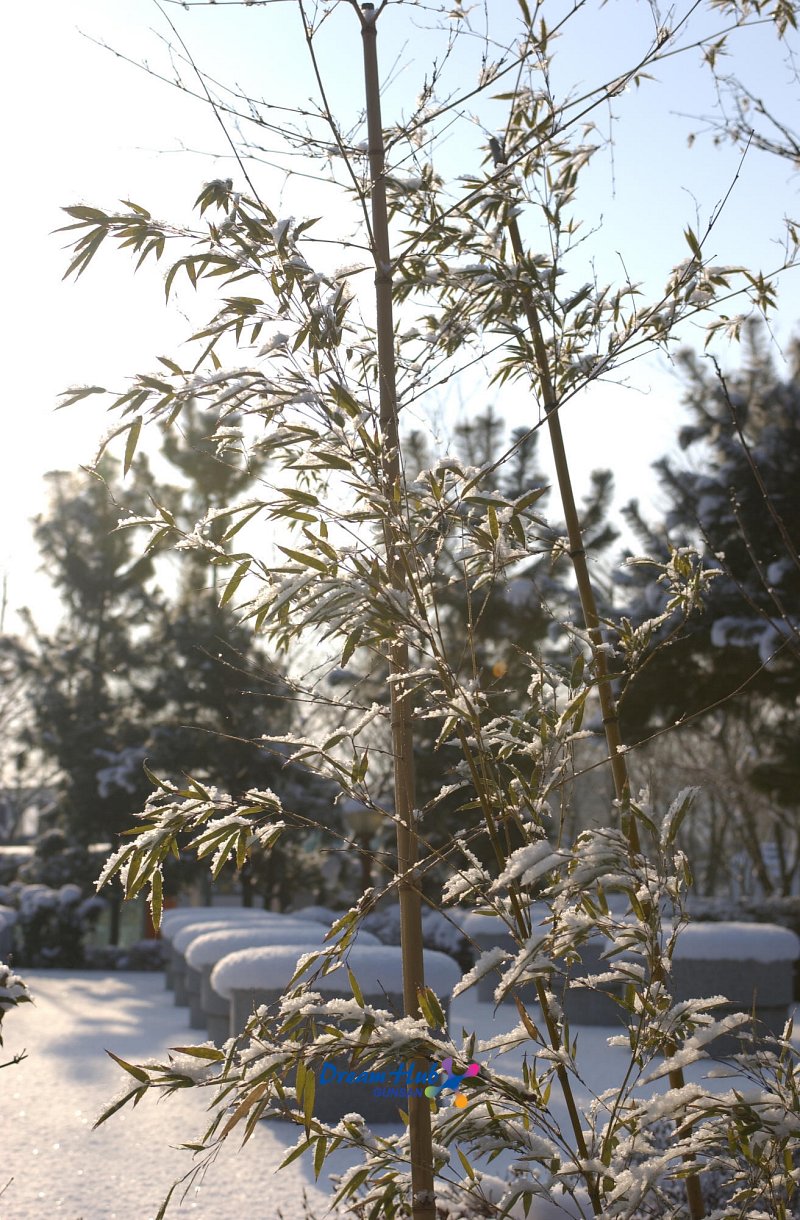 눈이 쌓인 대나무8