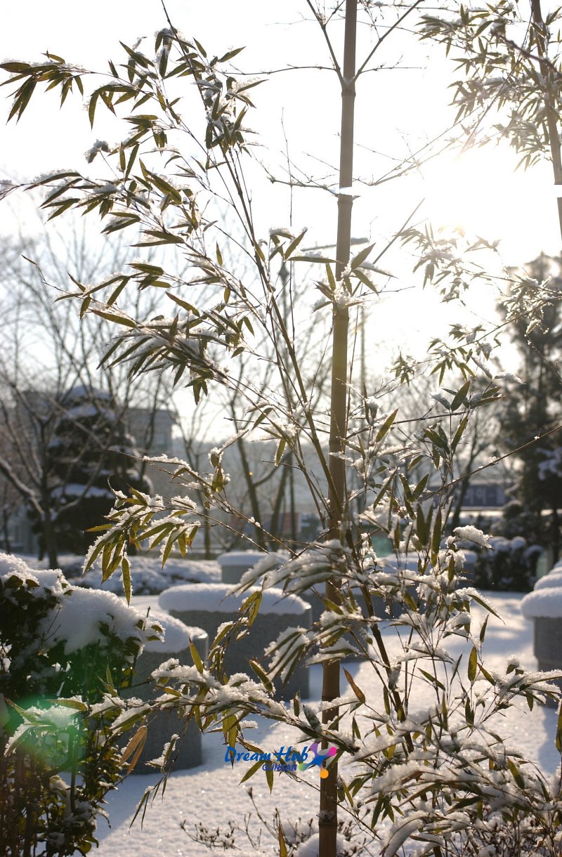 눈이 쌓인 대나무11