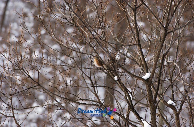 눈덮인 나뭇가지에 앉아있는 철새1